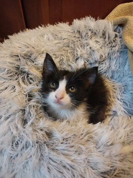 Маленькая кошечка девочка