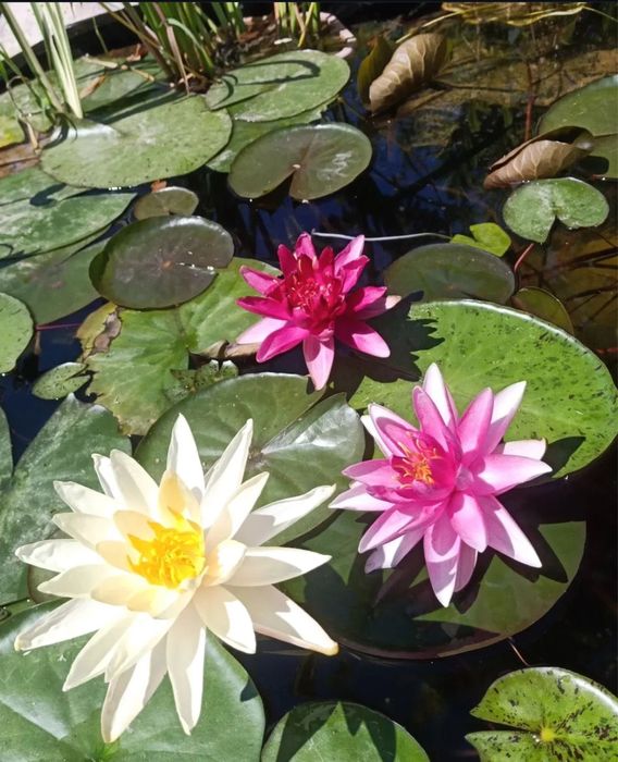 Нимфеи, водные лилии