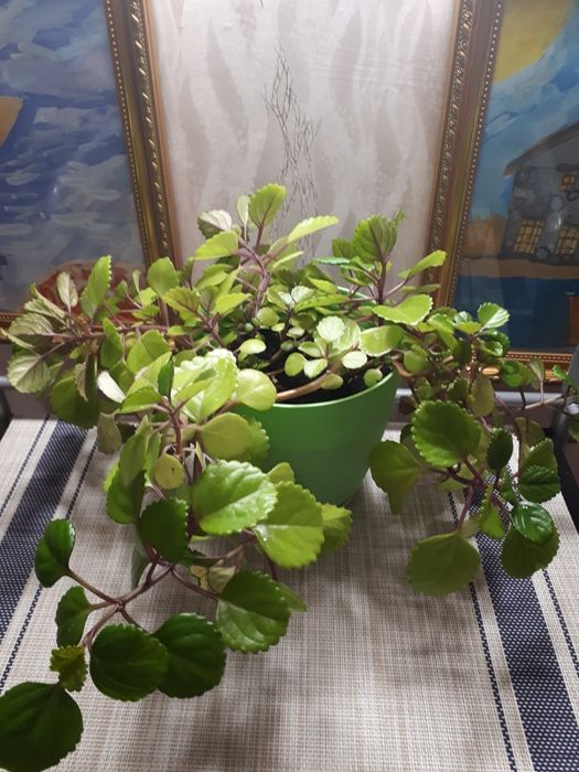 Комнатные цветы плектрантус