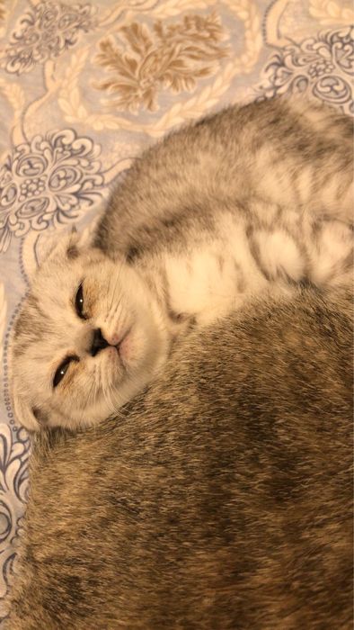 Мысык сатылады