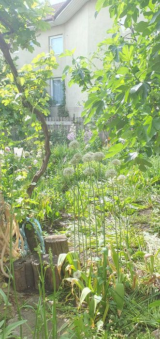 Vila 2 Mai Agentie Ana Imobiliare