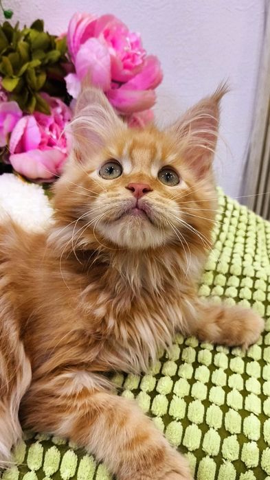 СОЛНЕЧНЫЕ Котята ,  от Мейн - Кунов