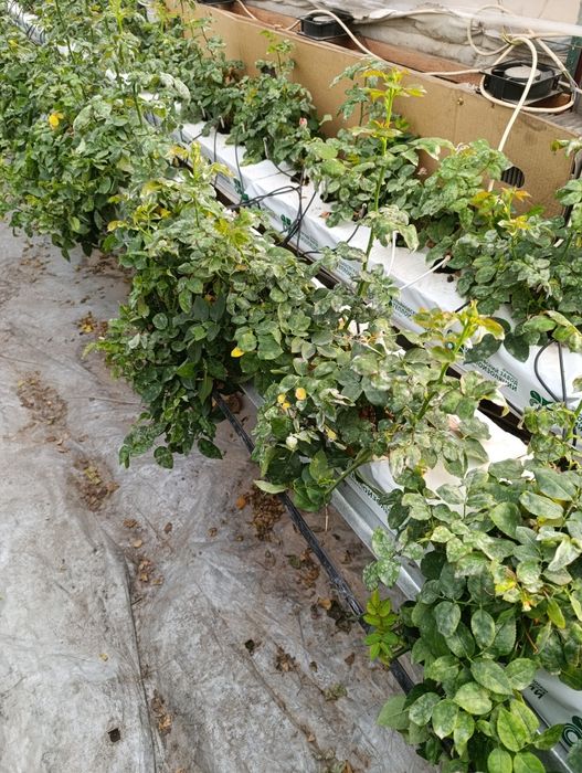 саженцы бабласса