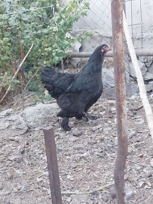 Курицы  домашние