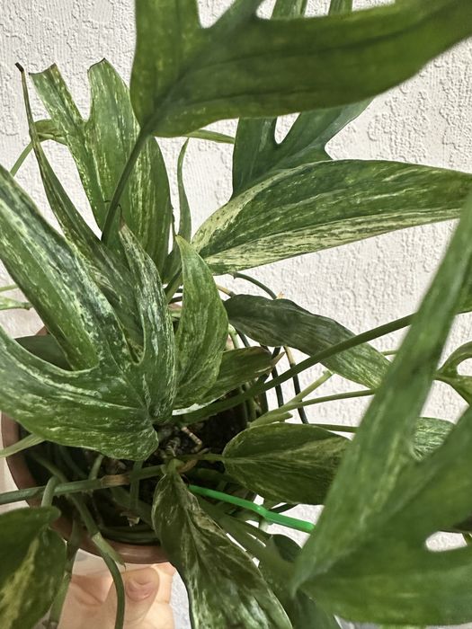 Amydrium Zippelianum Variegated Амидриум зиппелианум вариегатный