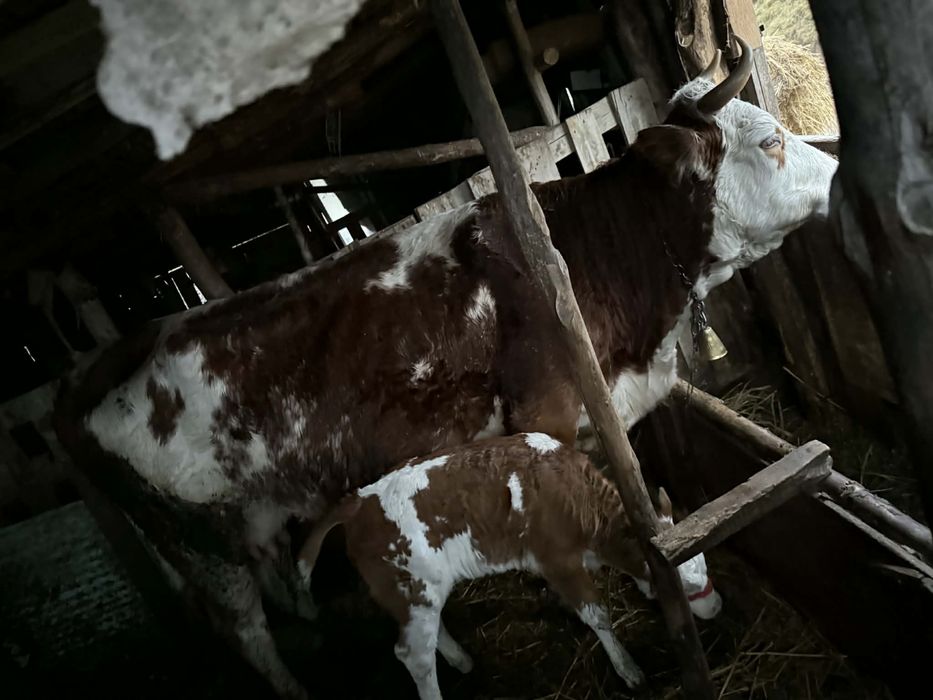 Vaca cu vitea de vanzare