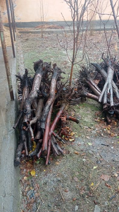 Utin sotiladi mevali daraxtdan