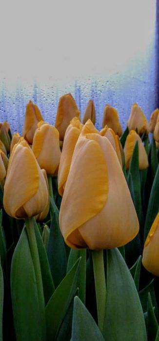 Тюльпаны оптом алматы