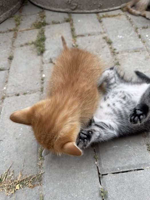 Котята ищут дом