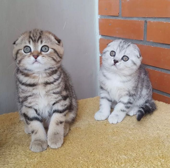 Мраморные шотландские вислоушки!!)