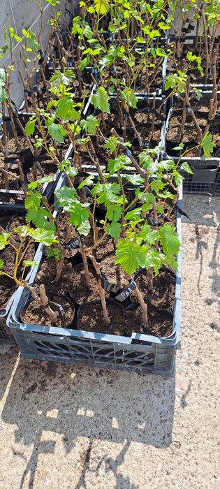 Жүзім кошет виноград