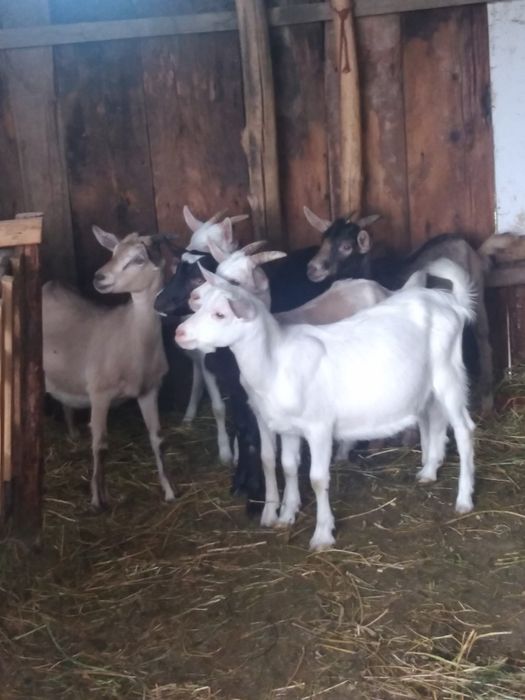 Vând Pătru iediti și doi țapi