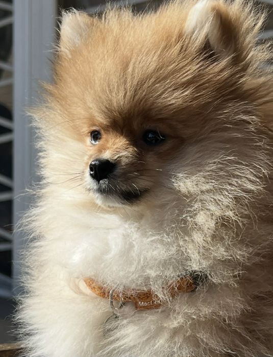 Vand caine Pomeranian