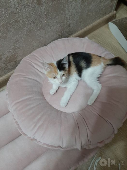 Отдам кошечку даром в хорошие руки