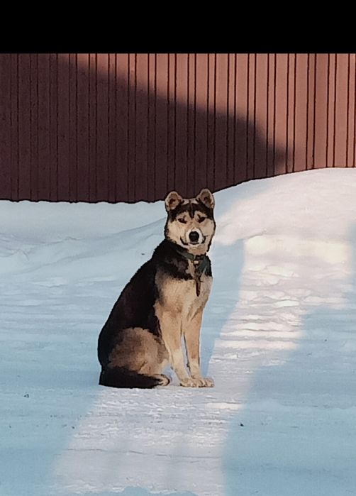 Отдам в хорошие руки