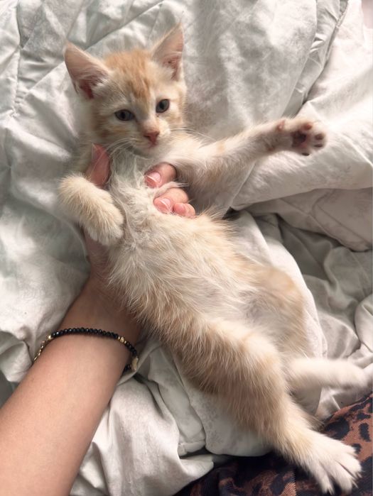 Отдаем котят в хорошие руки