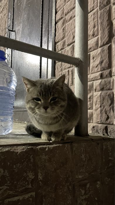 Отдам в добрые руки котенка