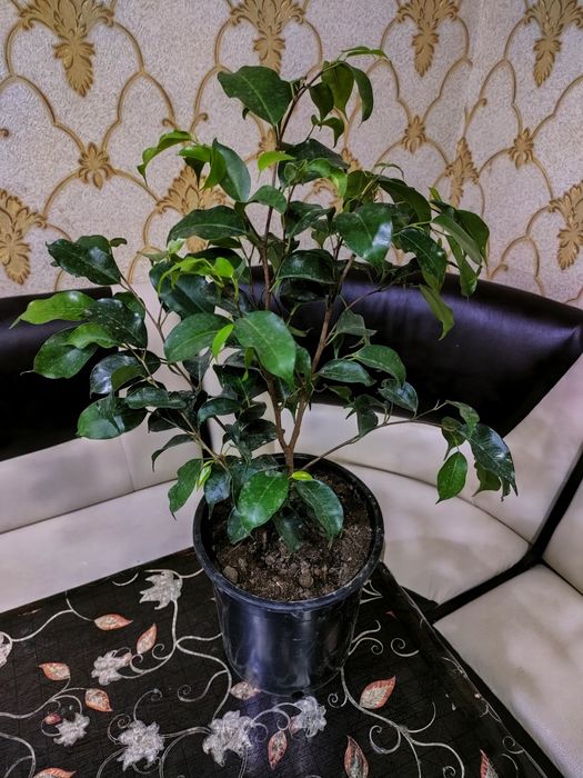 Комнатные растения. Доставкамен