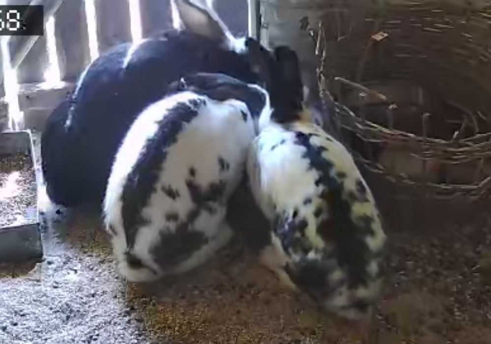 Iepuroaice tinere disponibilea