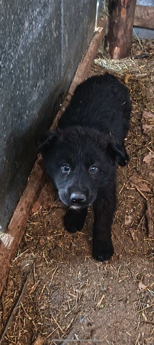 Немецки овчарка  мальчик 2-месяц