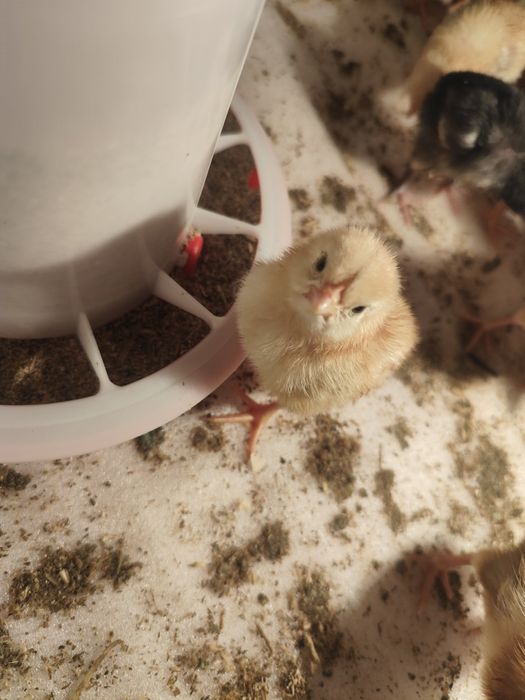 Балапан цыплята кучински