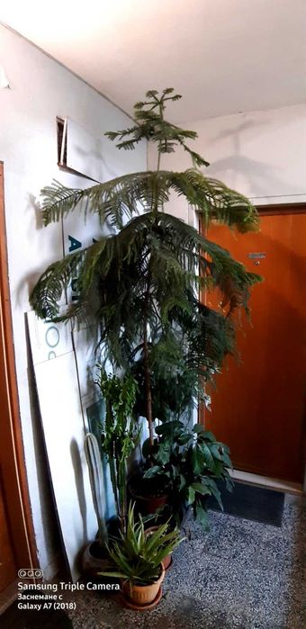 Араукария (Araucaria heterophylla)