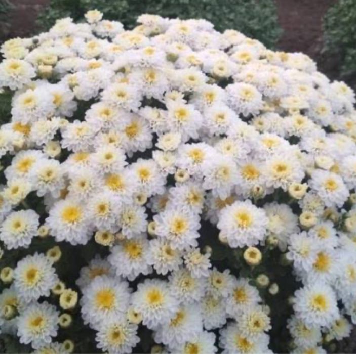 Канны, ирисы луковицы дешево