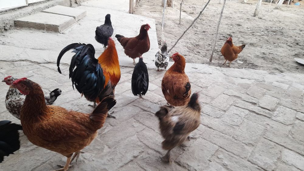 Tovuq kulangi sotiladi toza zotli