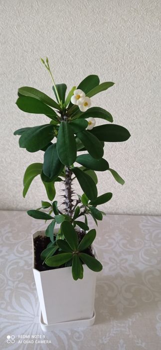 Хобби, украсили наш дом.