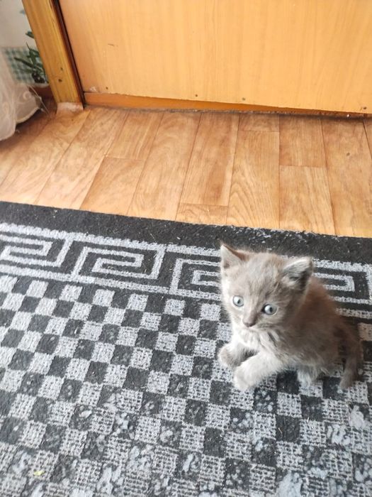 Отдаём котят в добрые руки