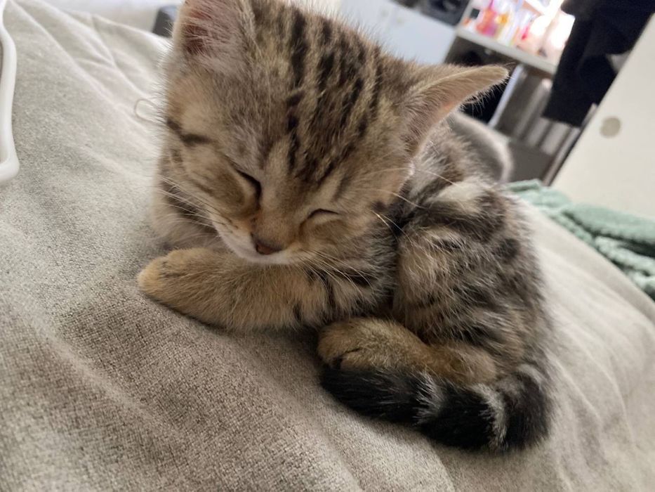 котенок скоттиш страйт