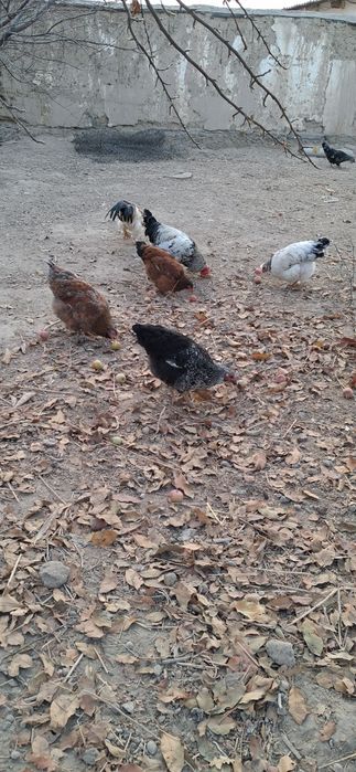 Казакы тауык,  адлер