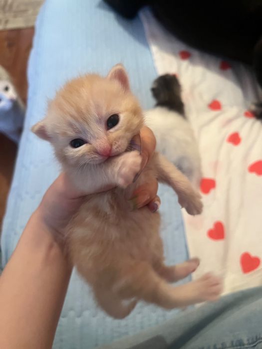 Котята мальчики