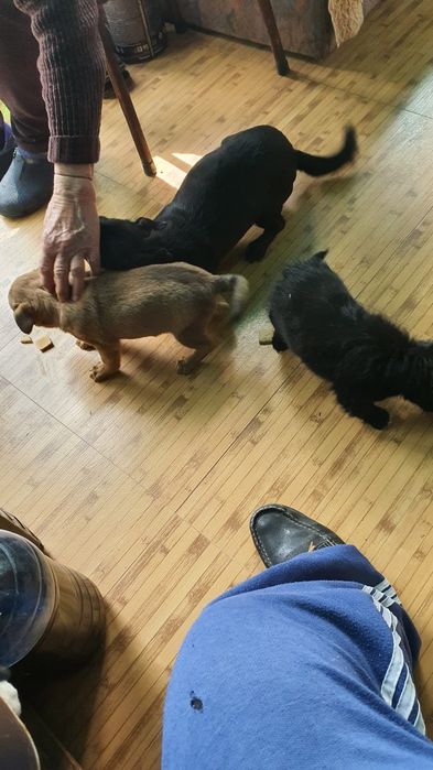Căței spre adopție băiat și fetiță