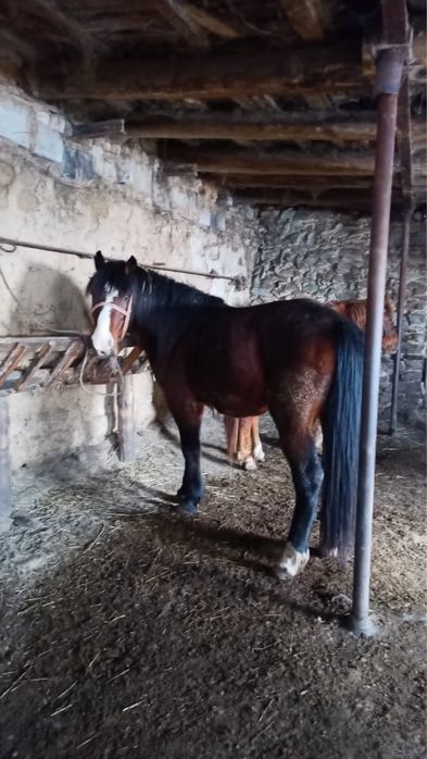 Жылқы сатам 7жасар