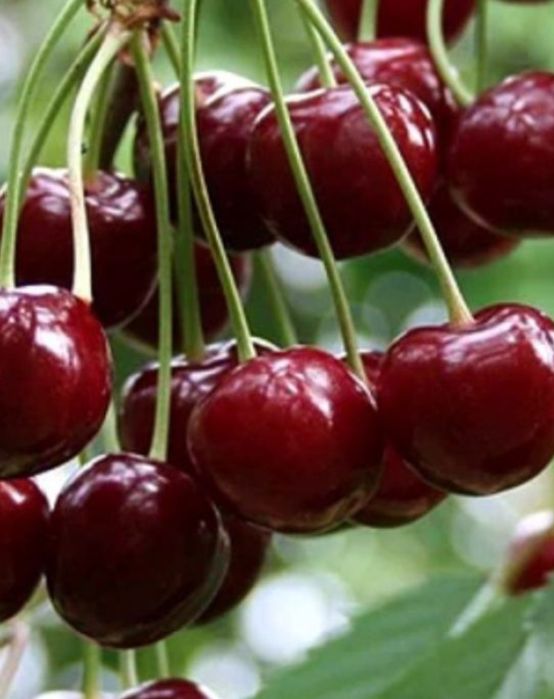 Продам садовую вишню
