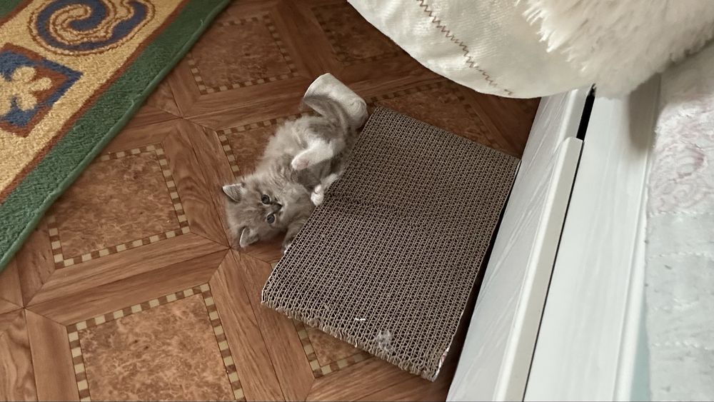 Котенок девочка 1 месяц