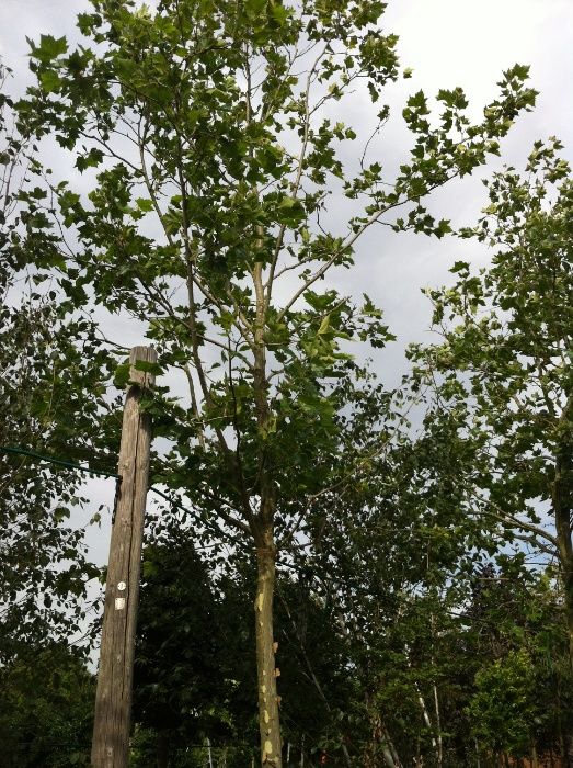 Platan -Platanus acerifolia Tei Parfumat