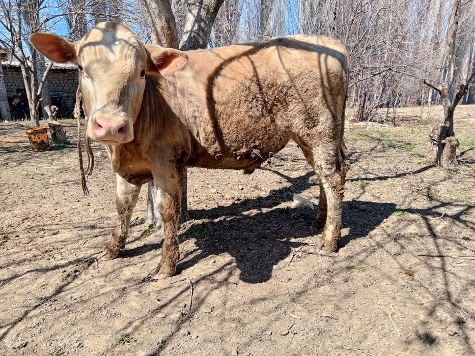 Продаю быков ,возраст 1,3