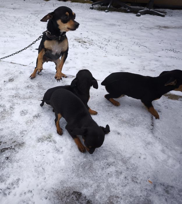 Продавам пинчери