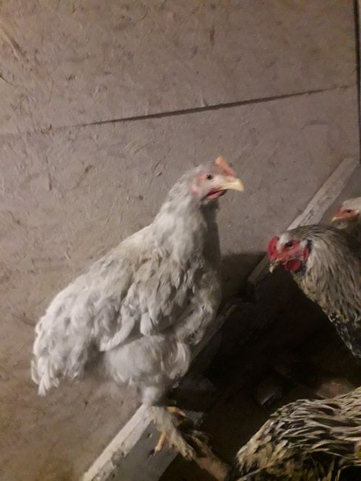 Продам молодых петухов брама