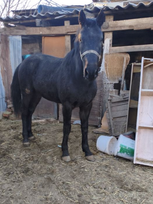 Полукров агылшын