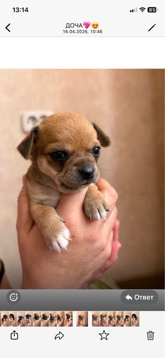 Продам щенят чихуахуа