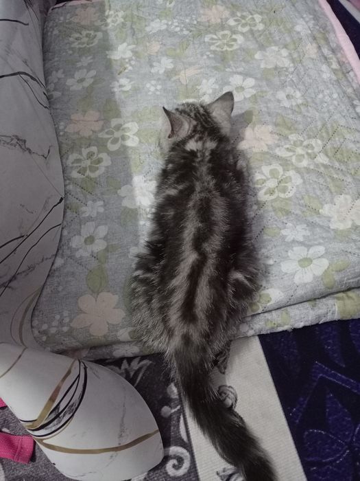 Кошка Шотландская вислоухая Scottish fold