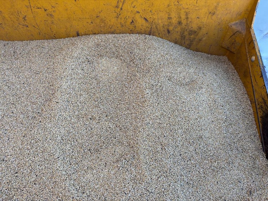 Продается Ячмень