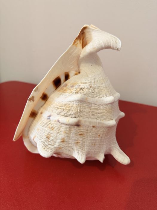 Продам ракушку. Каскелен