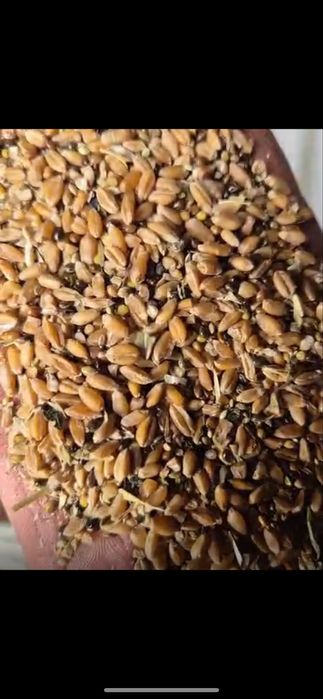 Ячмень пшеница овес сечка зерноотход