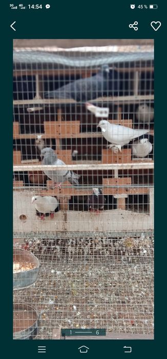 Каптарлар сотилади