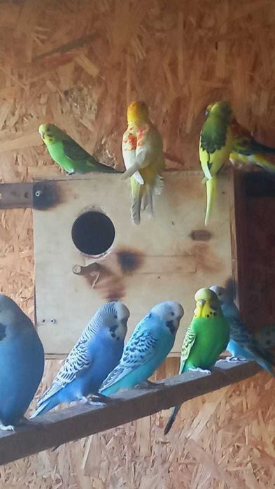 Волнистые попугаи