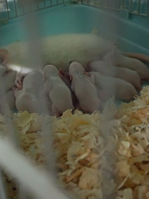 Крысята Дамбо Крысы